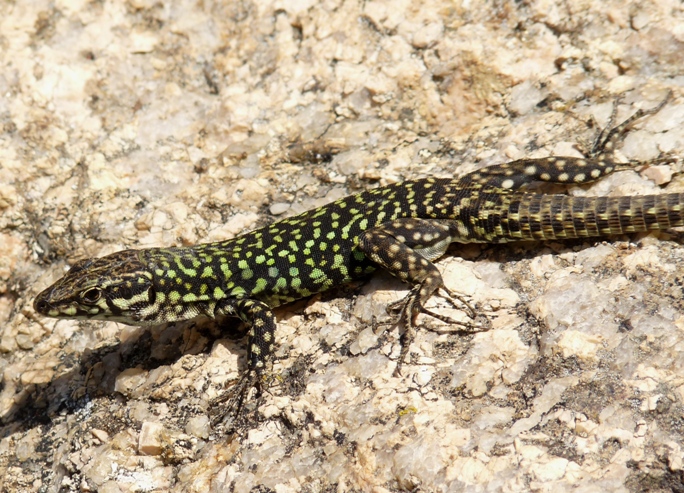 Rettili della Gallura